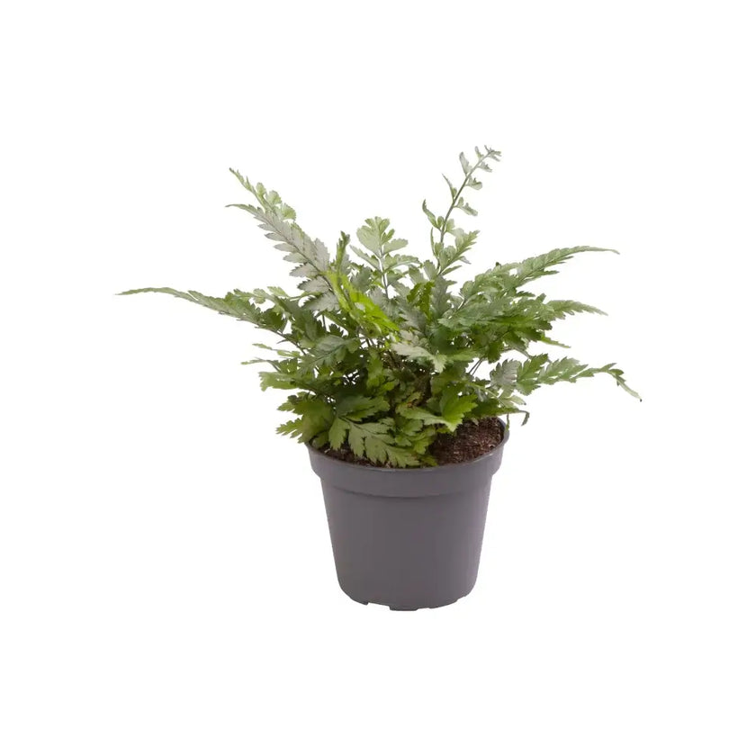 Polystichum luctuosum potted plant in nursery pot on white background.