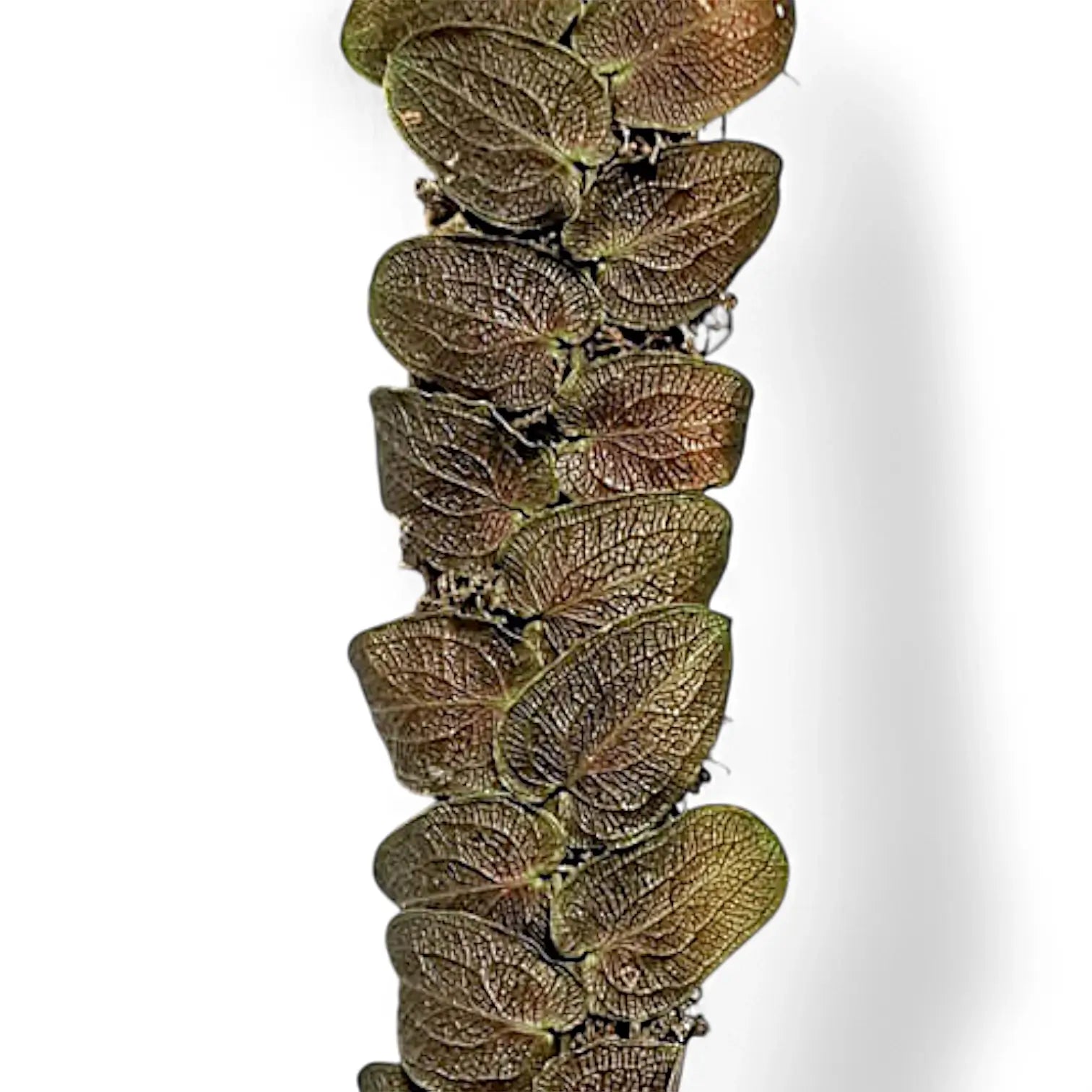 Pothos barberianus close-up of leaf on white background.