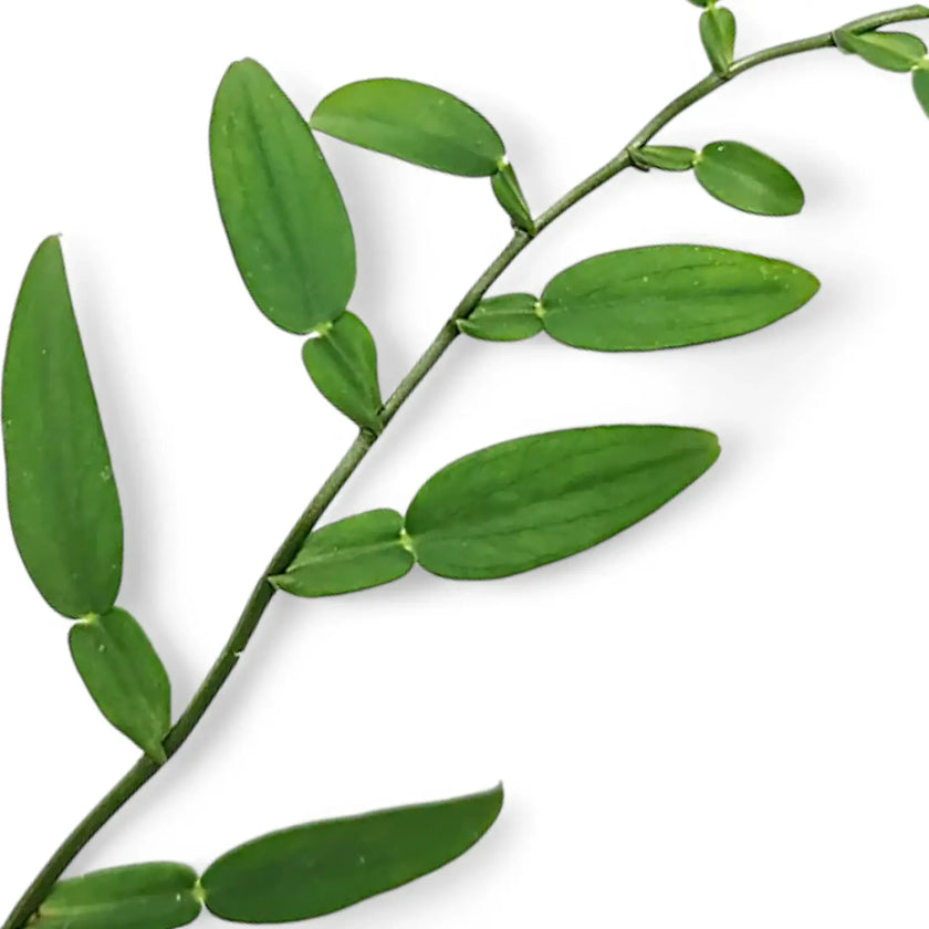Pothos scandens leaf close-up on white background.