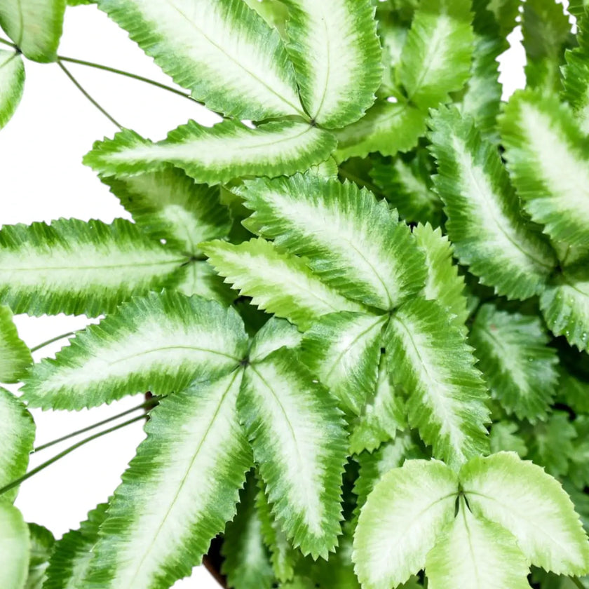 Pteris cretica 'Albolineata' leaf close-up on white background.
