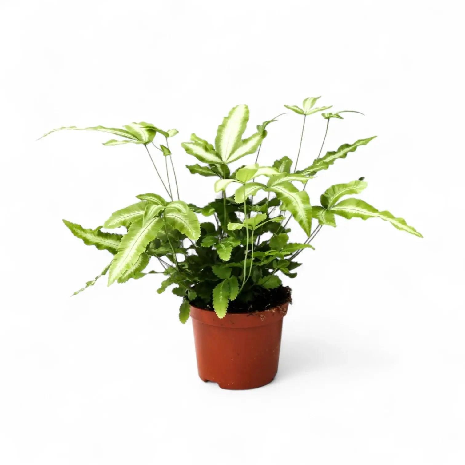 Pteris cretica 'Albolineata' – Topfpflanze im Kulturtopf vor weißem Hintergrund, Produktfoto 2.