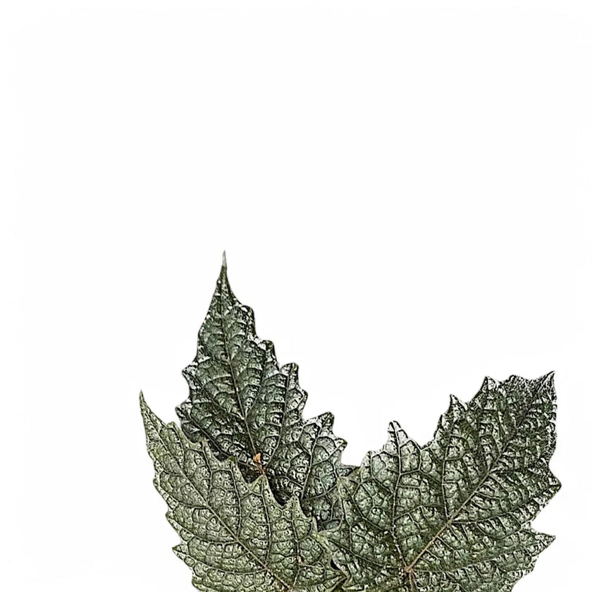 Pterisanthes sp. Papua leaf detail on white background.