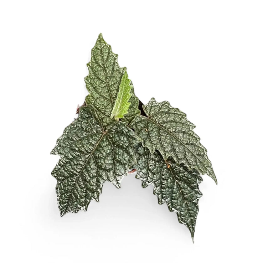 Pterisanthes sp. Papua potted plant in nursery pot on white background.