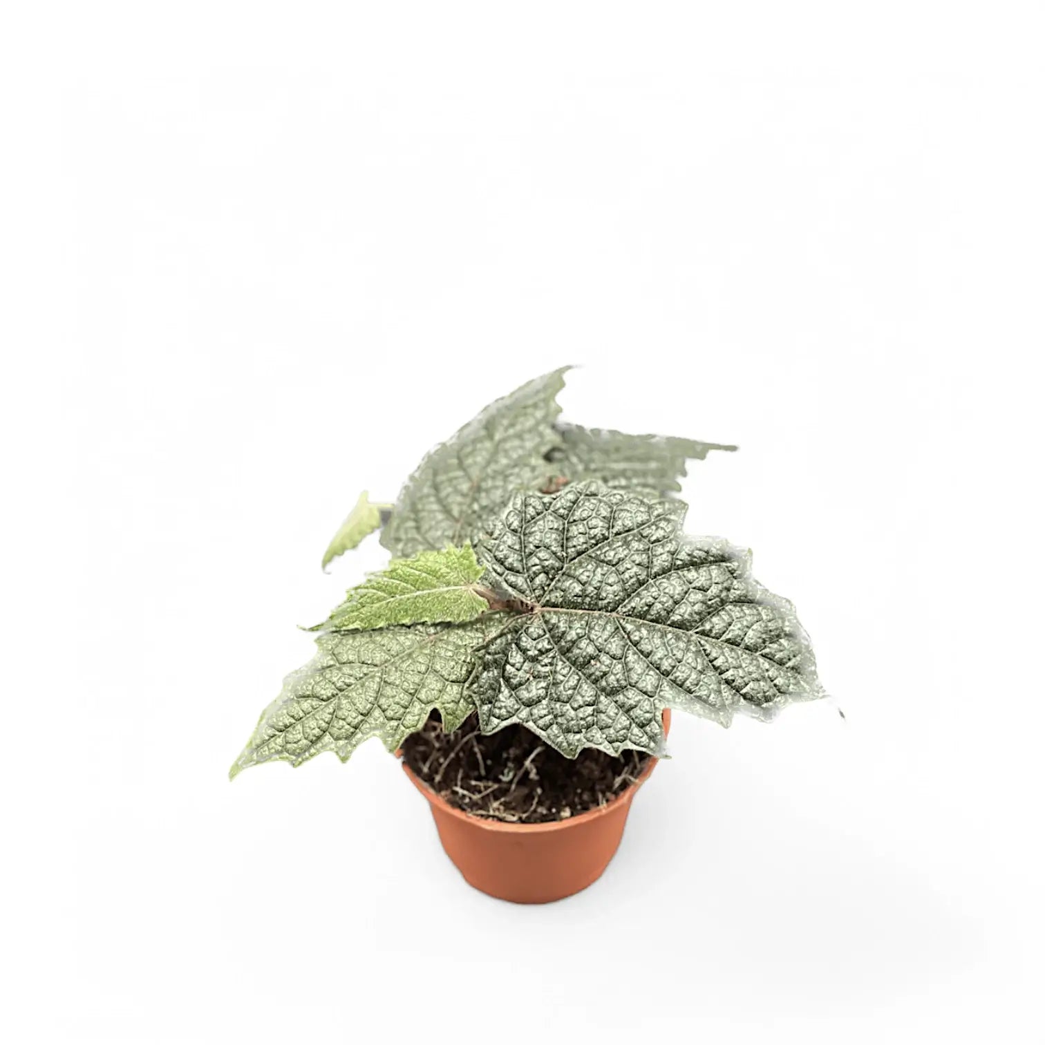 Pterisanthes sp. Papua Zimmerpflanze im Anzuchttopf vor weißem Hintergrund, Produktfoto 4.