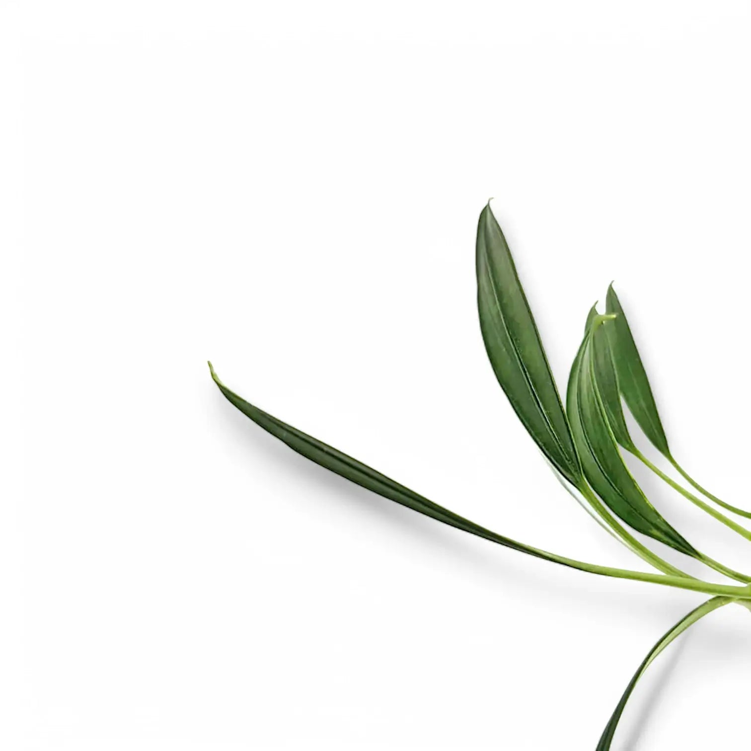 Pursegloveia minima leaf detail on white background.