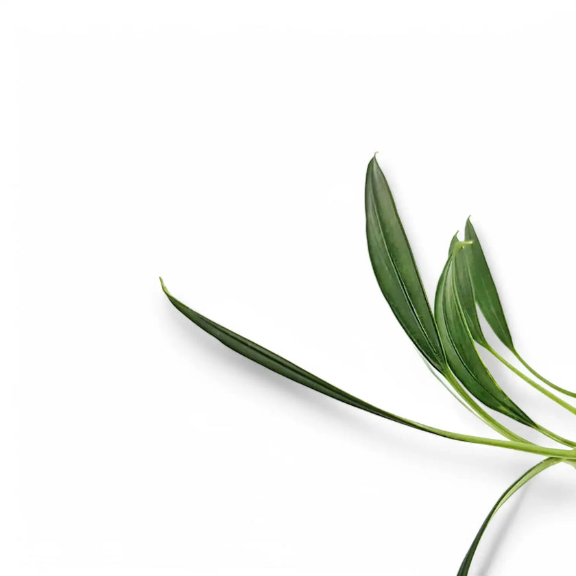 Pursegloveia minima leaf detail on white background.