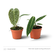 Queen & King Anthurium plant set with two young Anthuriums in nursery pots, front view