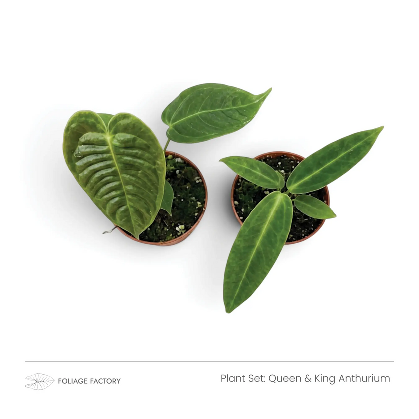 Queen & King Anthurium plant set with two young Anthuriums viewed from above