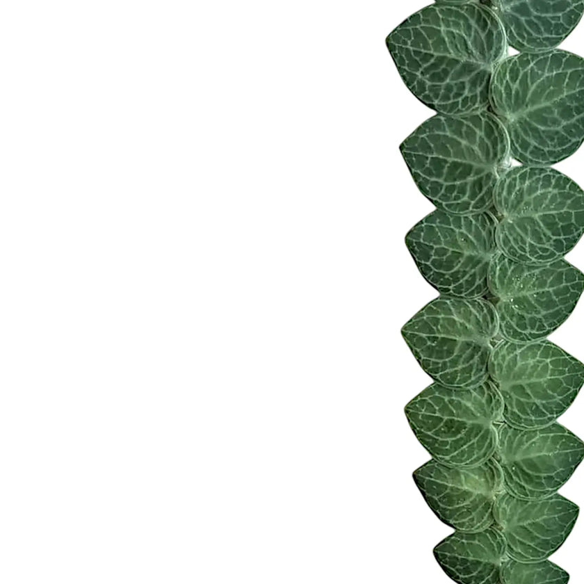 Rhaphidophora cryptantha leaf detail on white background.