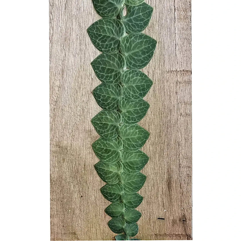 Rhaphidophora cryptantha potted plant in nursery pot on white background.