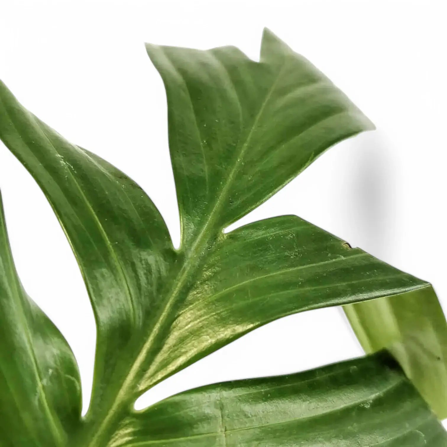 Rhaphidophora decursiva 'Dragon Tail' leaf close-up on white background.