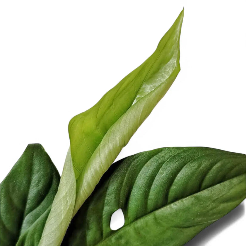 Rhaphidophora foraminifera close-up of leaf on white background.