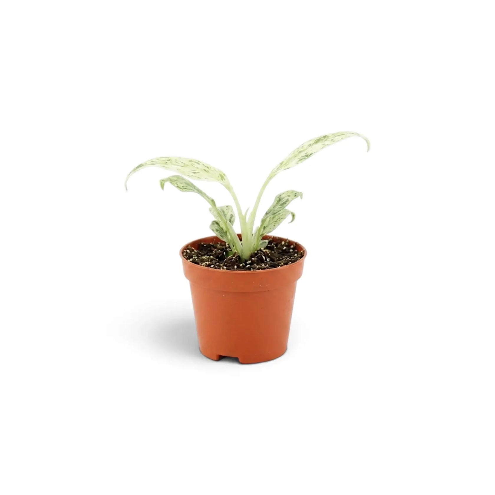Baby Rhaphidophora foraminifera Variegata in a nursery pot, showing variegated leaves