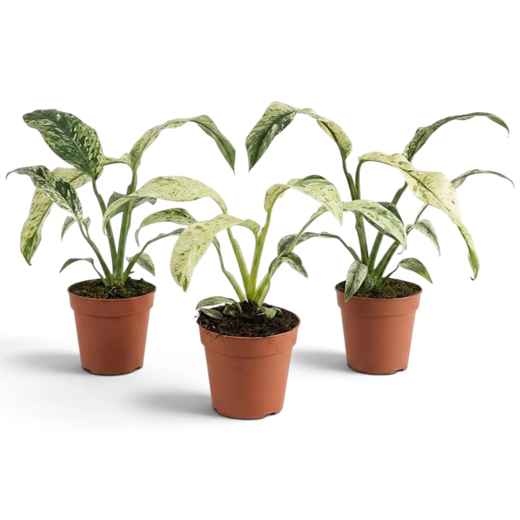 Rhaphidophora foraminifera variegata in a nursery pot