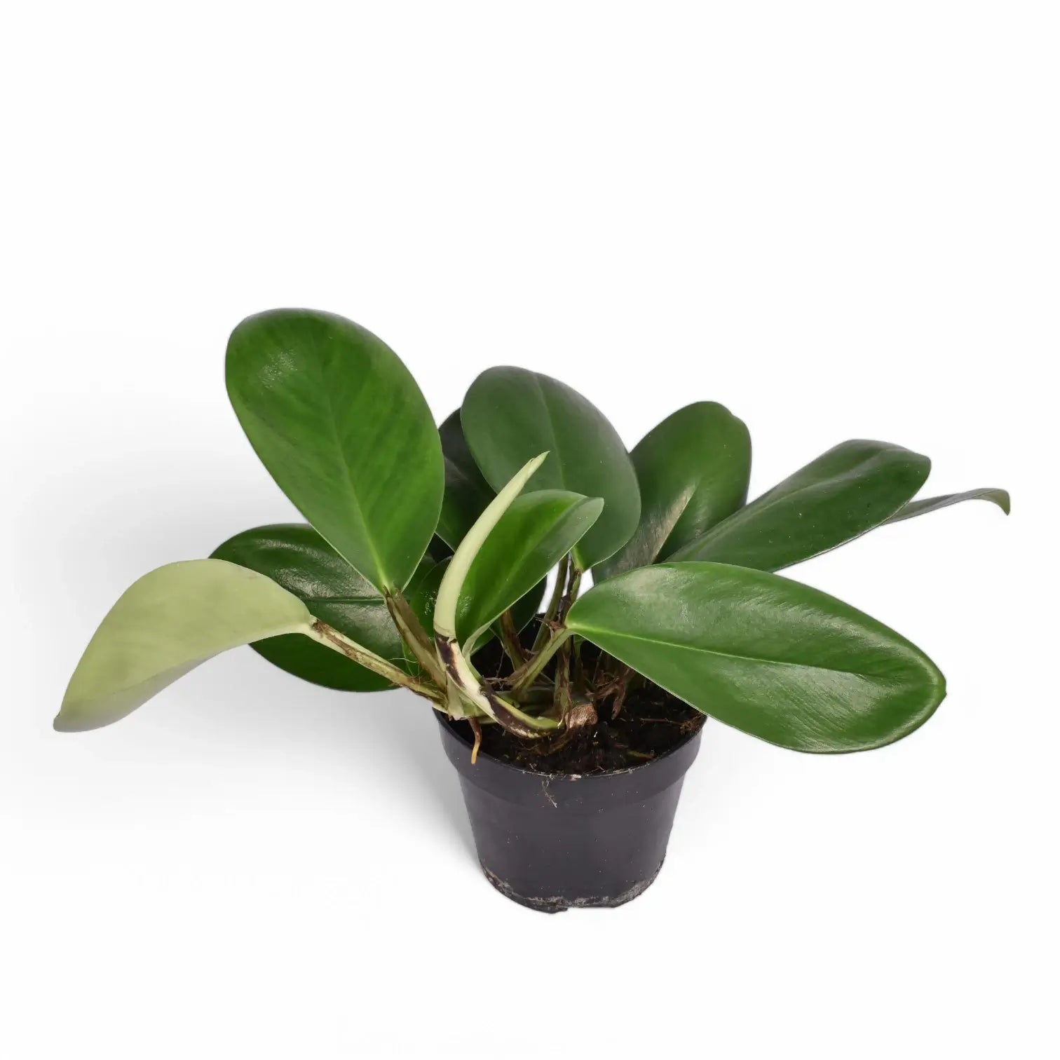 Rhaphidophora hongkongensis potted plant in nursery pot on white background.
