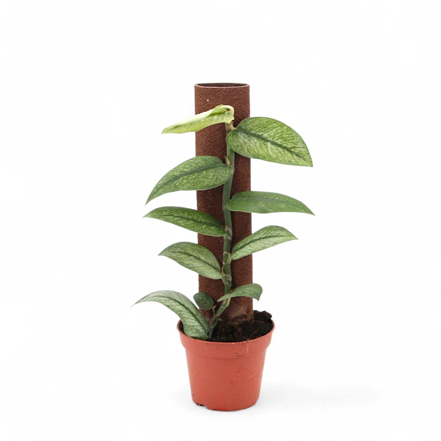 Rhaphidophora hongkongensis 'Mint' – Topfpflanze im Kulturtopf vor weißem Hintergrund, Produktfoto 2.