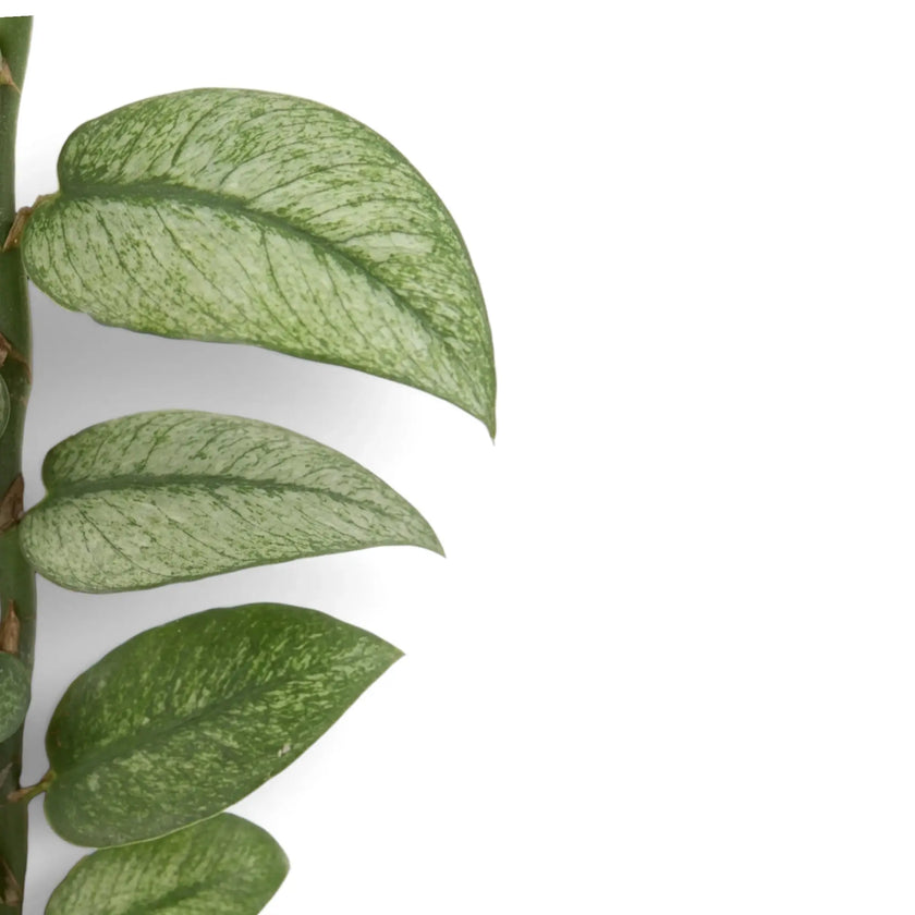 Close-up of Rhaphidophora hongkongensis ‘Mint’ green leaves with mint variegation