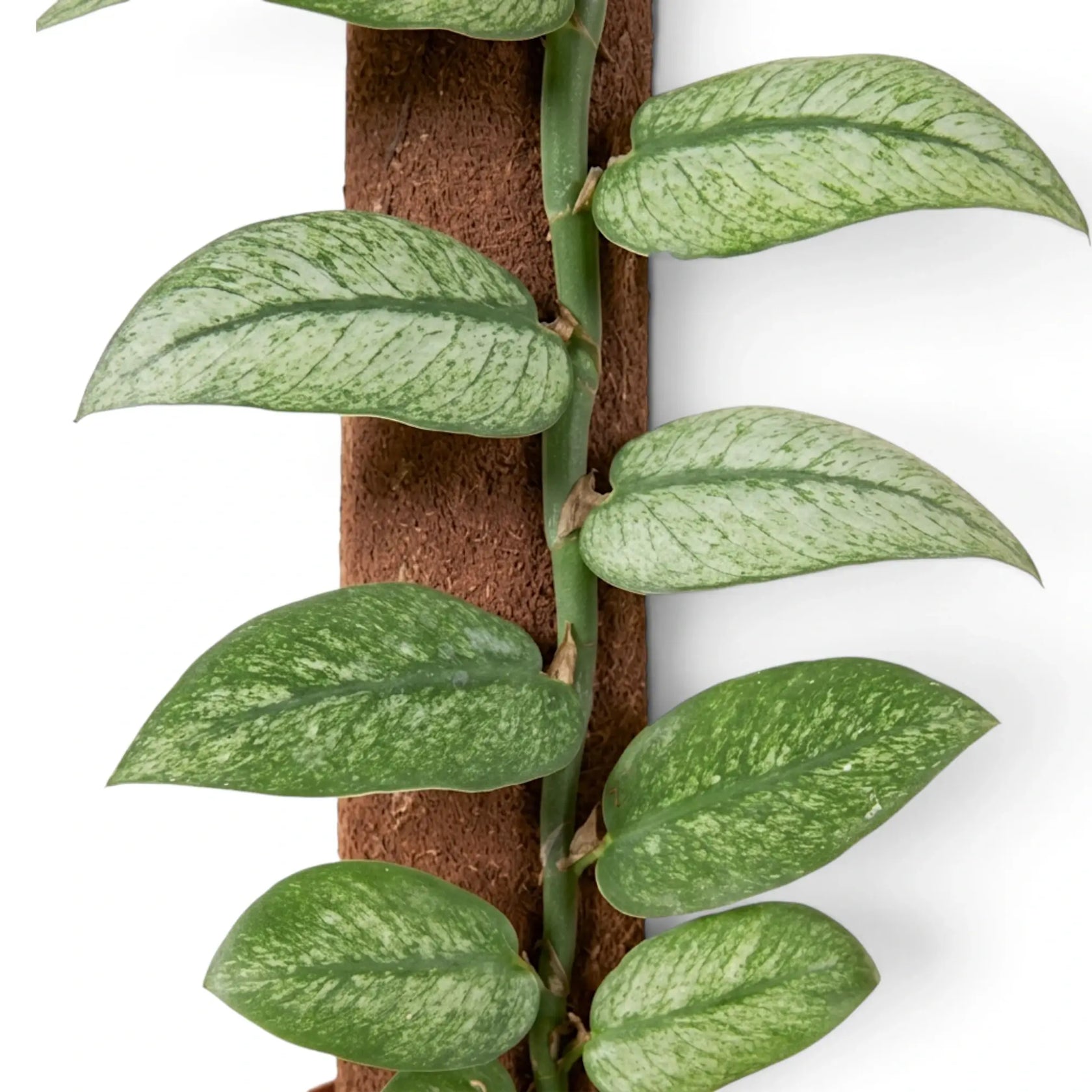Nahaufnahme der grünen Blätter von Rhaphidophora hongkongensis ‘Mint’ mit mintgrüner Panaschierung