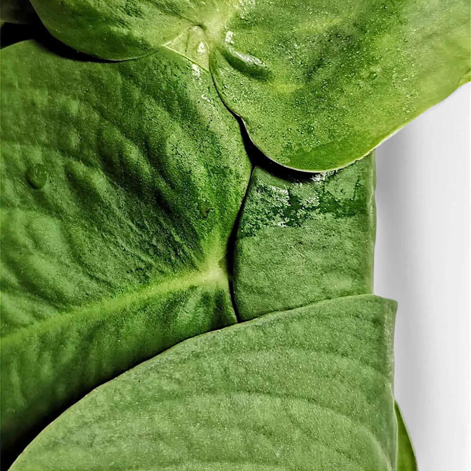 Rhaphidophora korthalsii close-up of leaf on white background.
