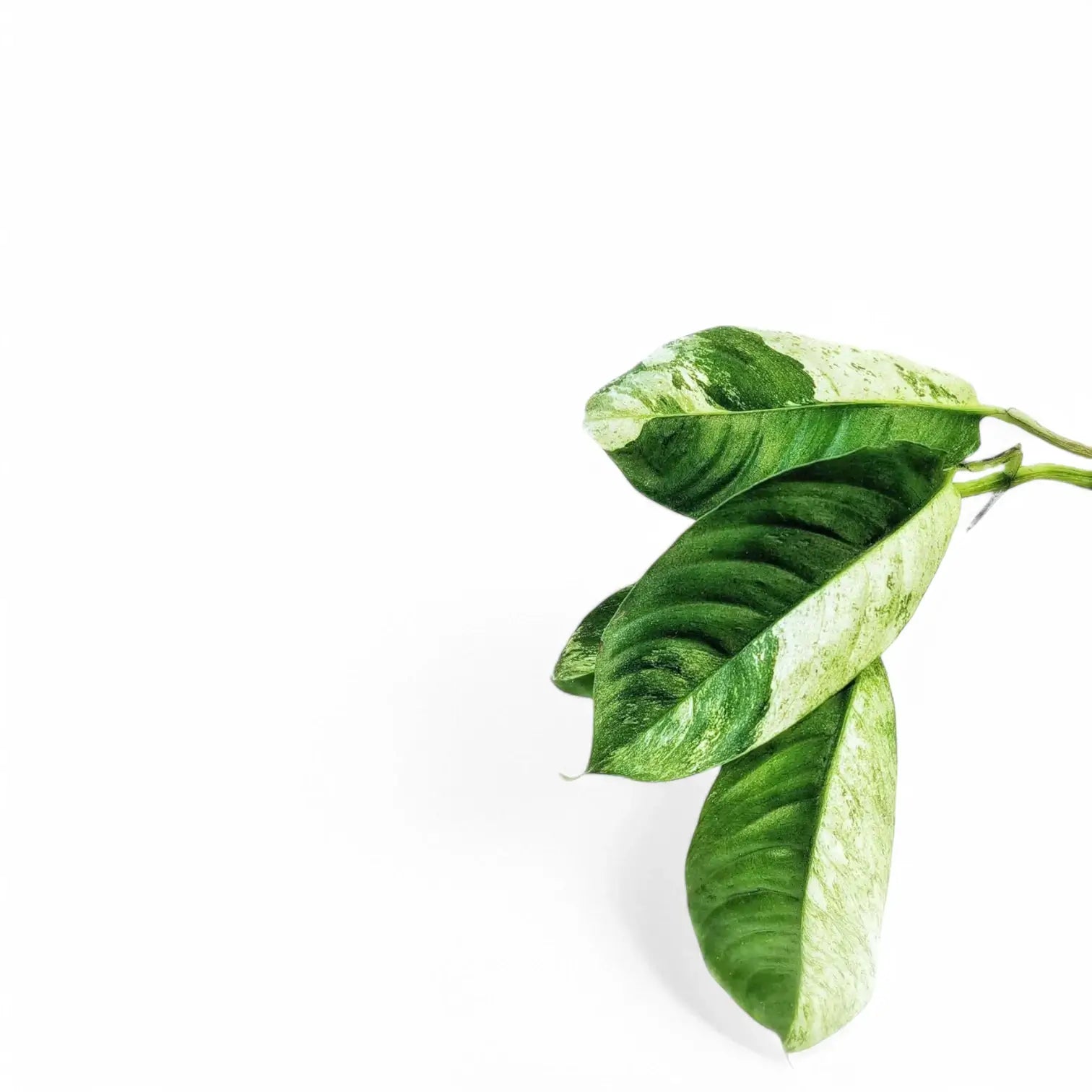 Rhaphidophora puberula variegata leaf detail on white background.