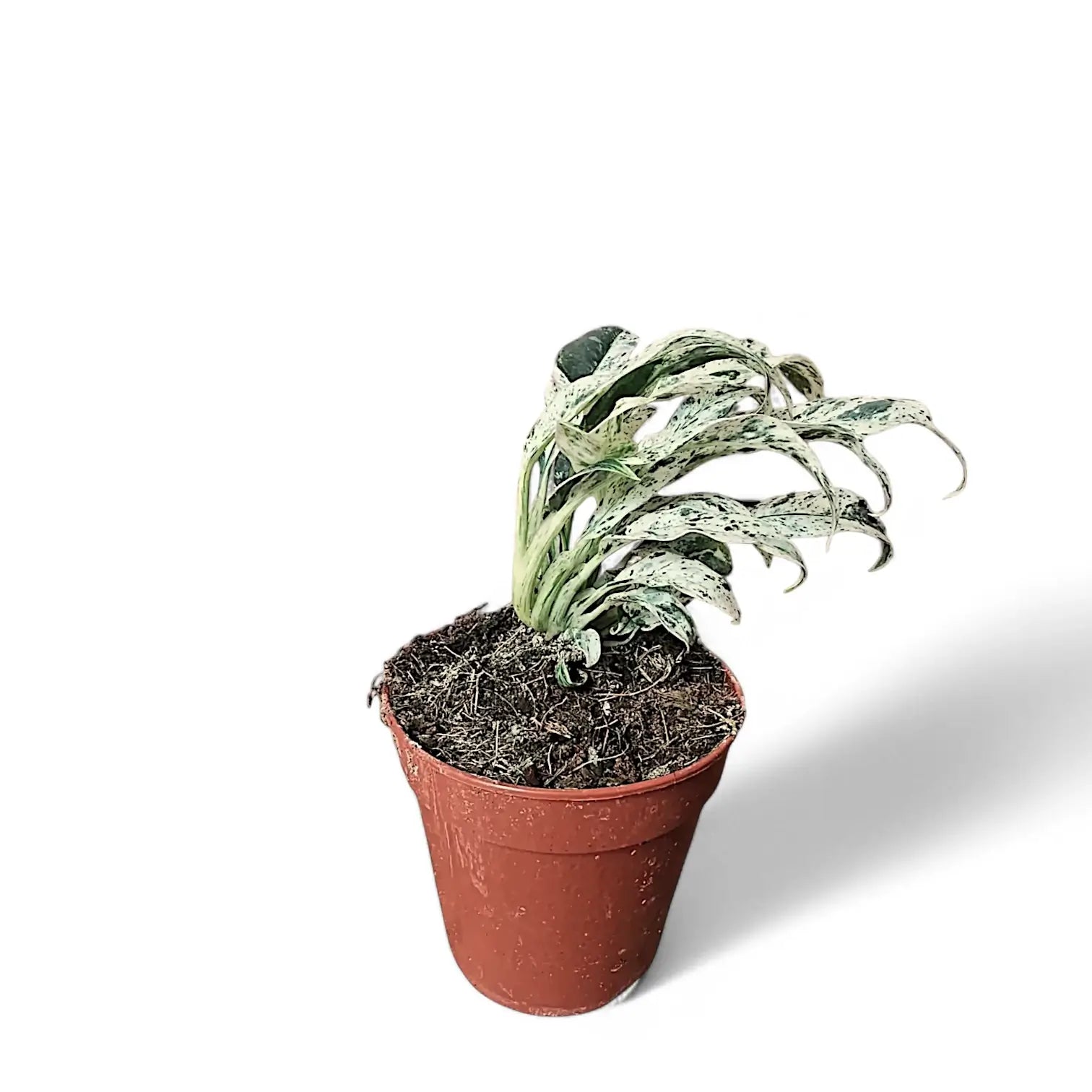 Rhaphidophora puberula variegata potted plant in nursery pot on white background.