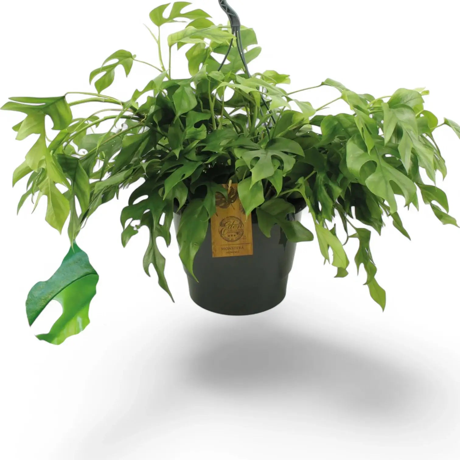 Rhaphidophora tetrasperma potted plant in nursery pot on white background.