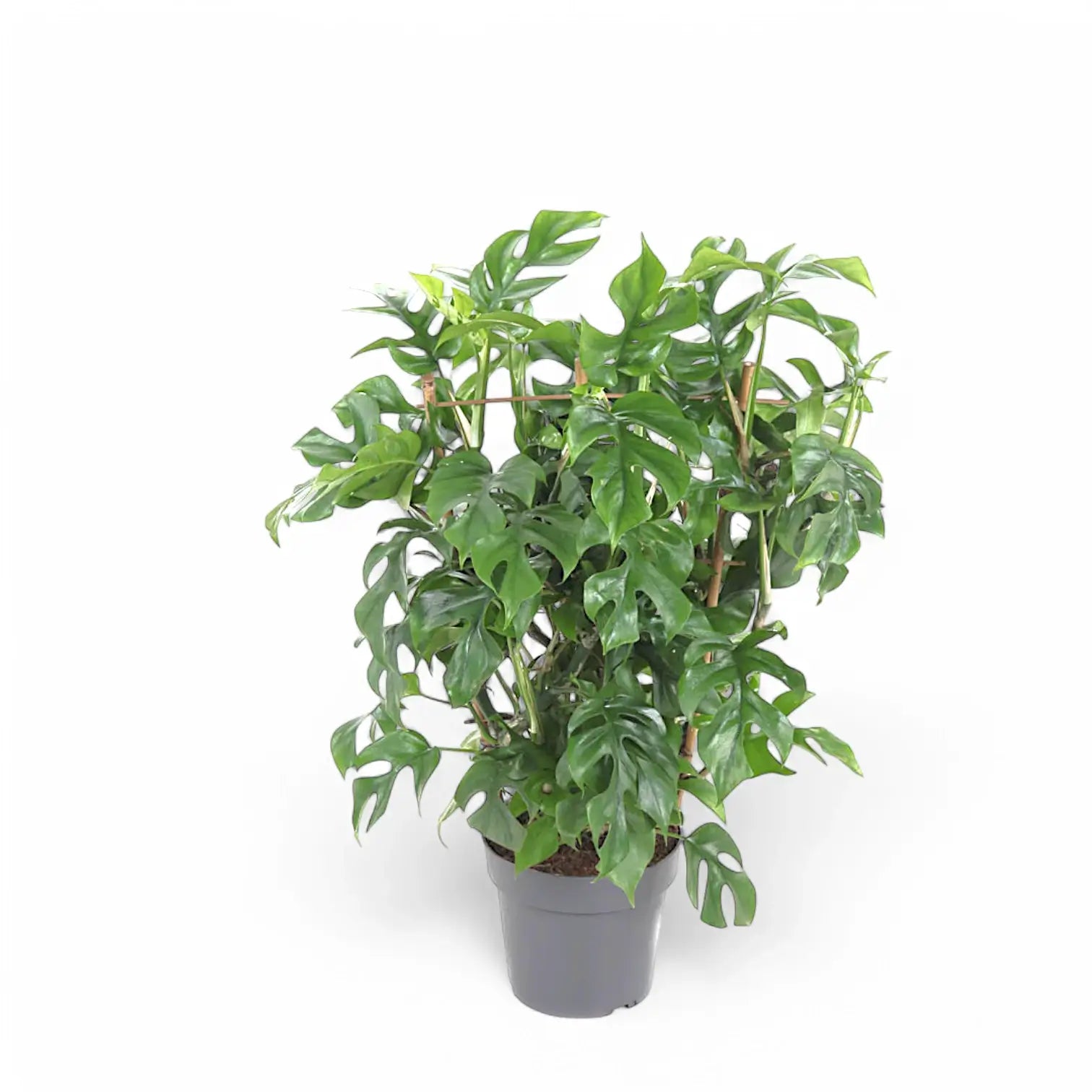 Rhaphidophora tetrasperma potted plant in nursery pot on white background.