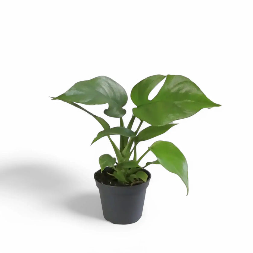 Rhaphidophora tetrasperma potted plant in nursery pot on white background.
