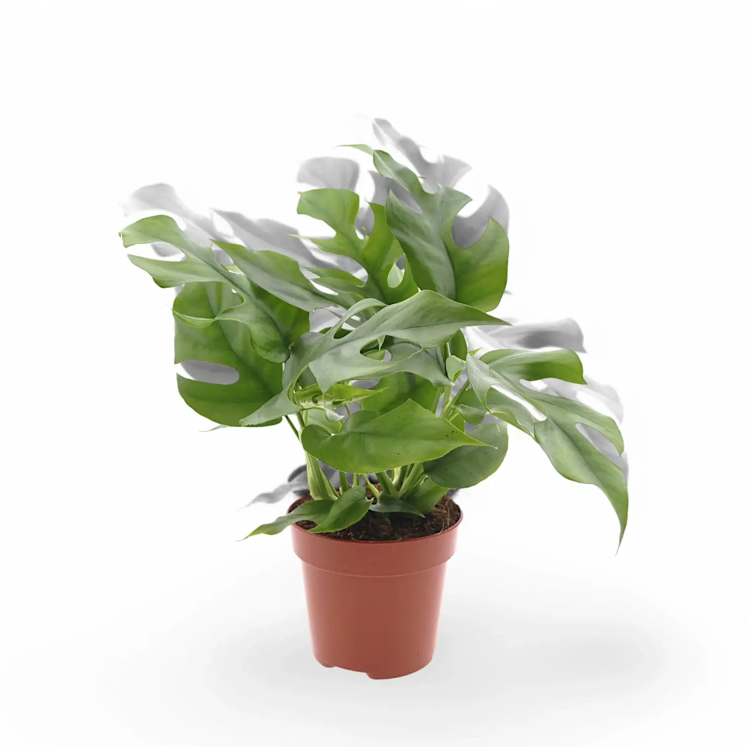 Rhaphidophora tetrasperma potted plant in nursery pot on white background.