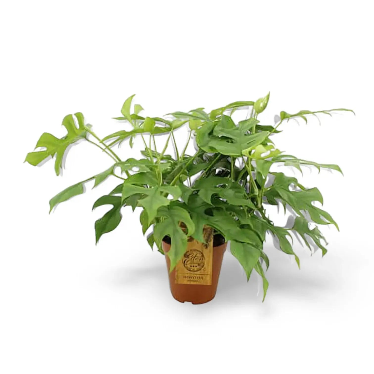Rhaphidophora tetrasperma potted plant in nursery pot on white background.