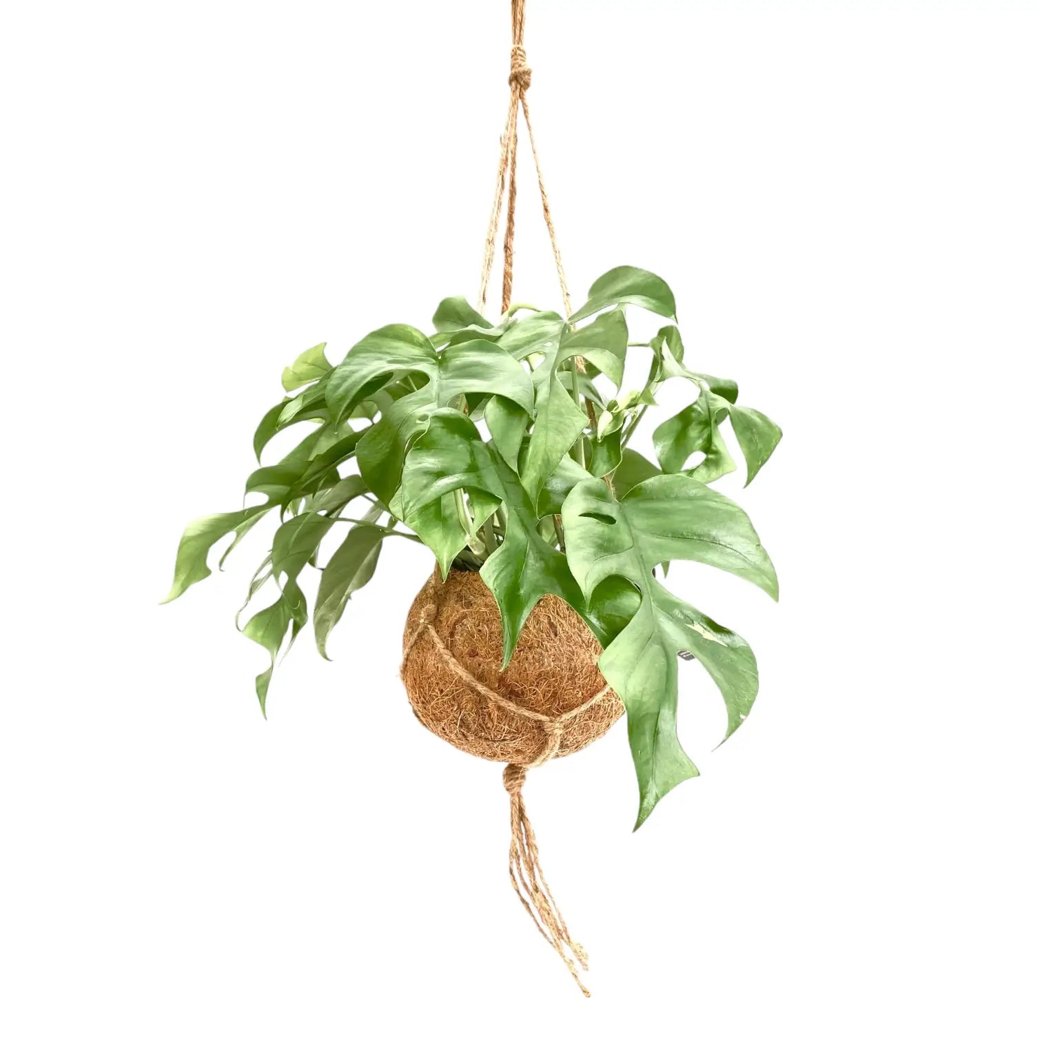 Rhaphidophora tetrasperma in Kokodama leaf close-up on white background.