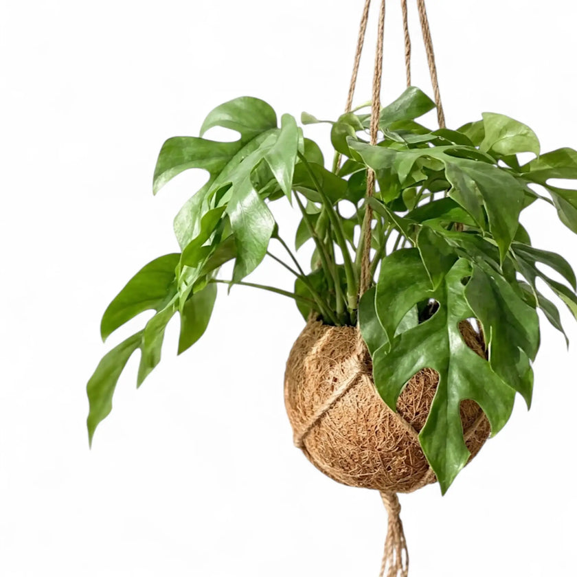 Nahaufnahme der Rhaphidophora tetrasperma und ihres hängenden Kokodama-Pflanzgefäßes, schräg von vorn.