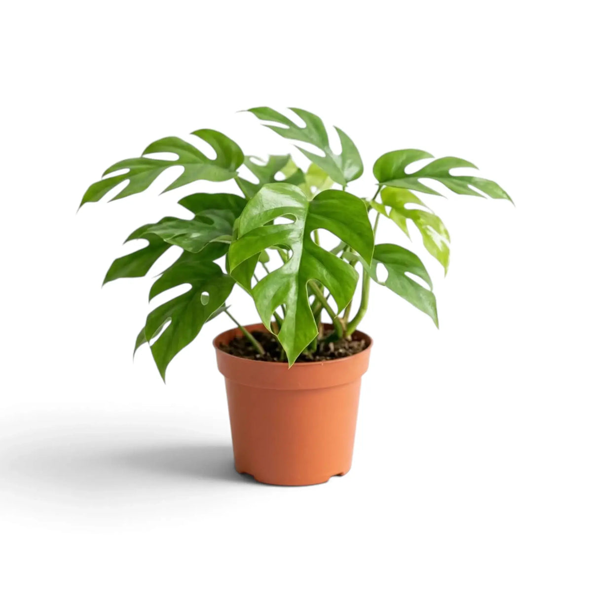 Potted Rhaphidophora tetrasperma with glossy green leaves deeply split along the edges.