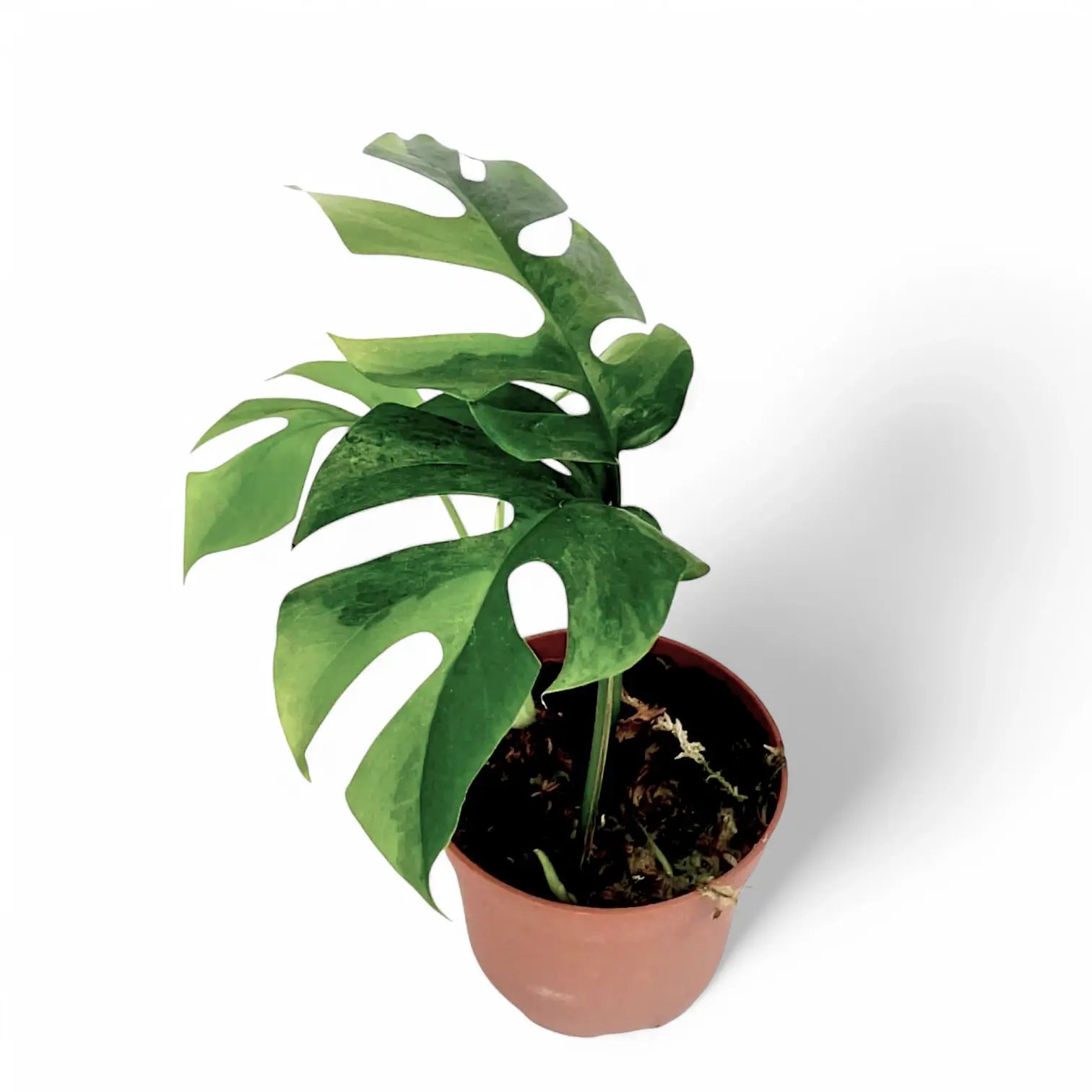 Rhaphidophora tetrasperma variegata 'Green on green' potted plant in nursery pot on white background.