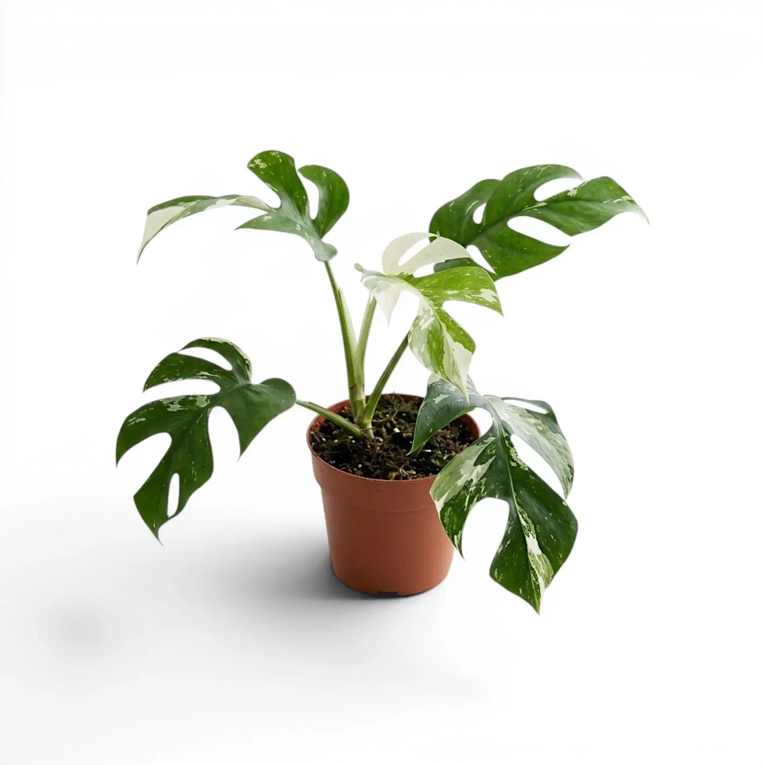 Panaschierte Rhaphidophora tetrasperma im Kulturtopf.