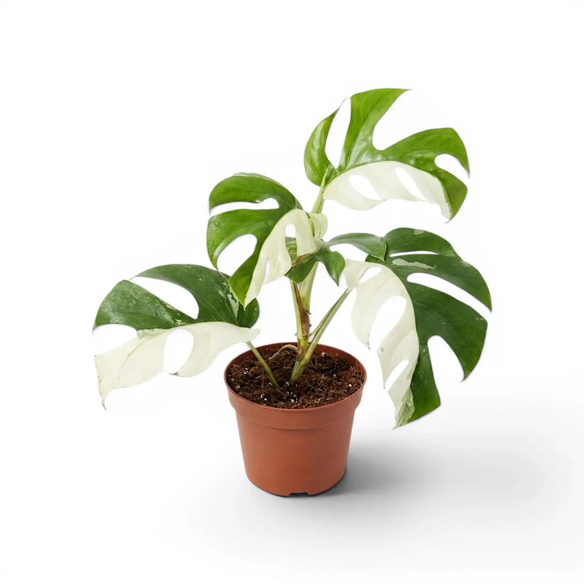 Variegated Rhaphidophora tetrasperma plant in a nursery pot.
