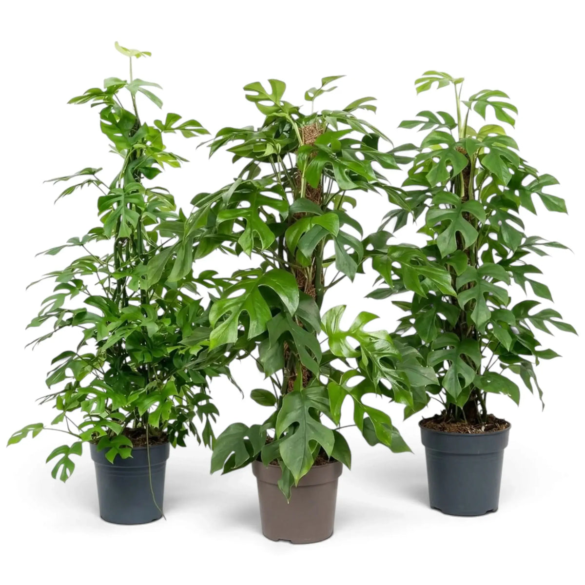 Three potted Rhaphidophora tetrasperma plants of different heights, with climbing stems and split green leaves.