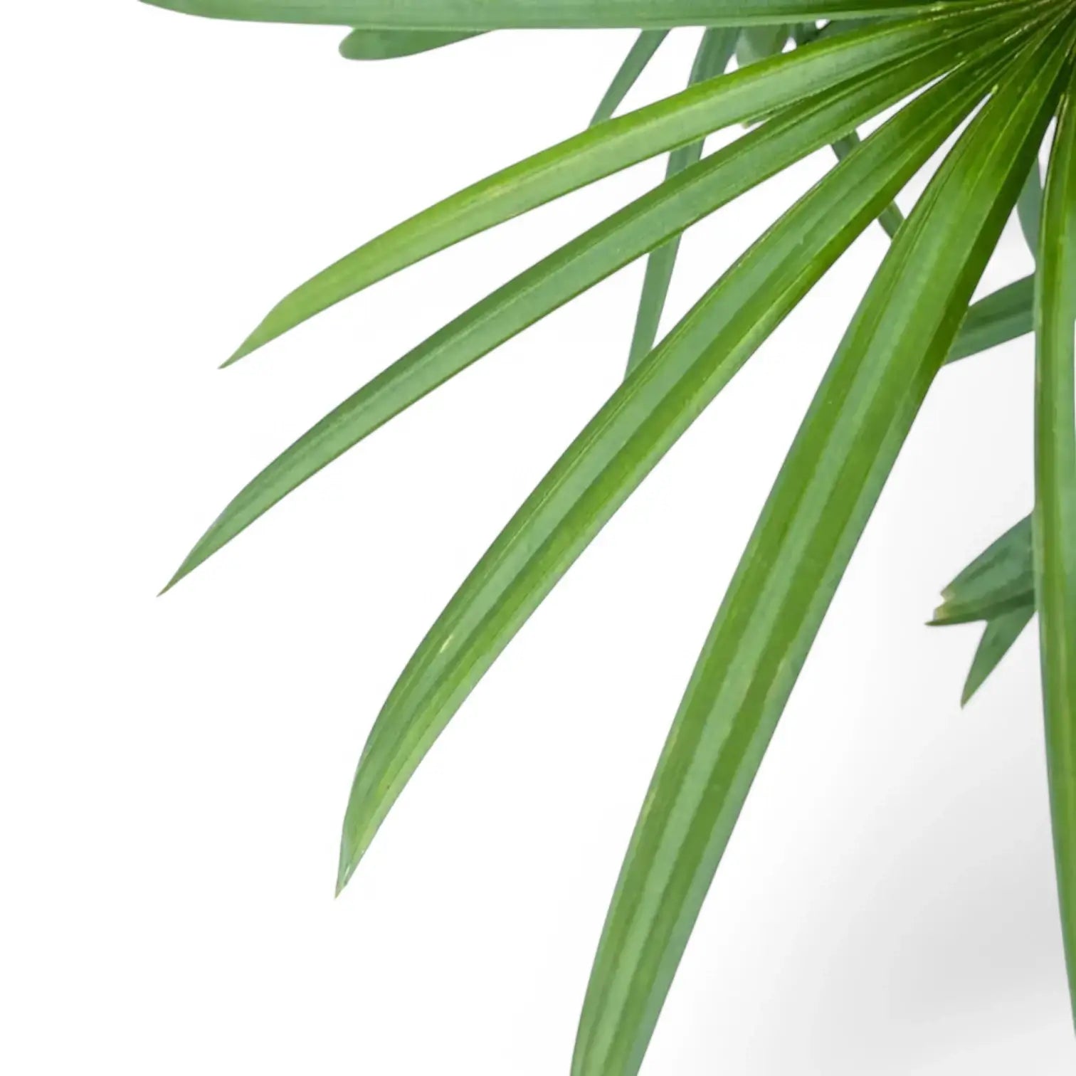 Rhapis excelsa leaf detail on white background.