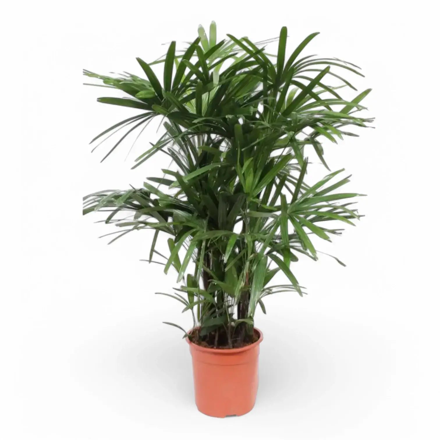 Rhapis excelsa potted plant in nursery pot on white background.