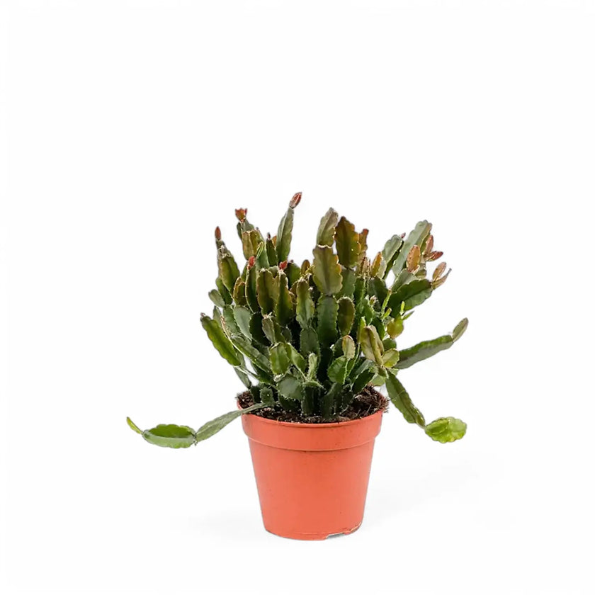 Rhipsalis agudoensis potted plant in nursery pot on white background.