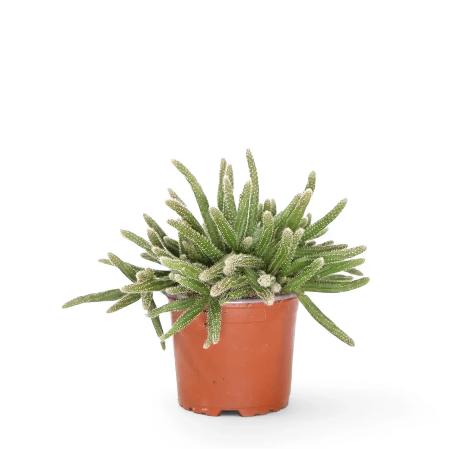 Rhipsalis baccifera ssp. horrida – Zimmerpflanze im Kulturtopf auf weißem Hintergrund, Produktfoto 3.