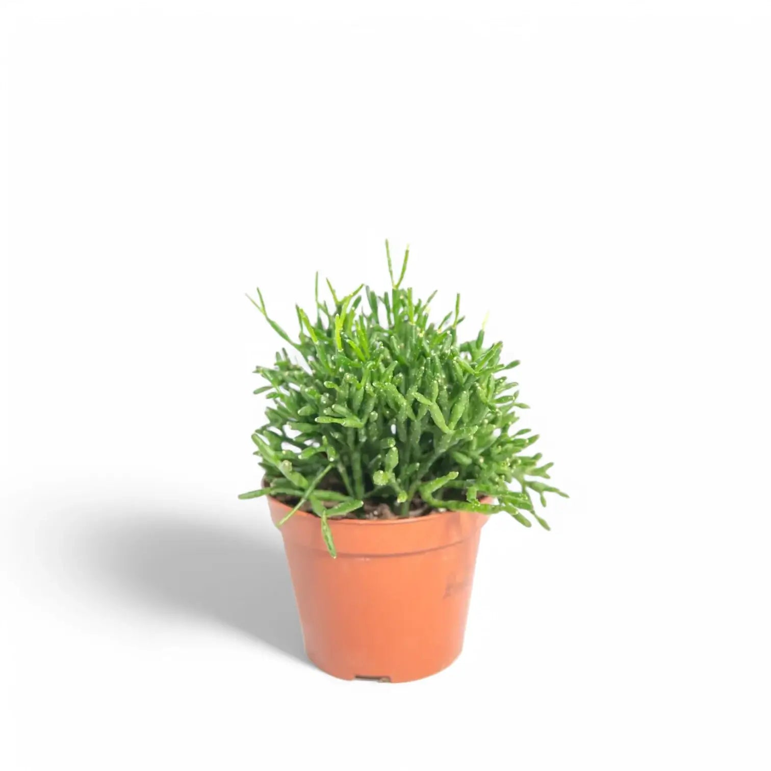 Rhipsalis burchellii potted plant in nursery pot on white background.
