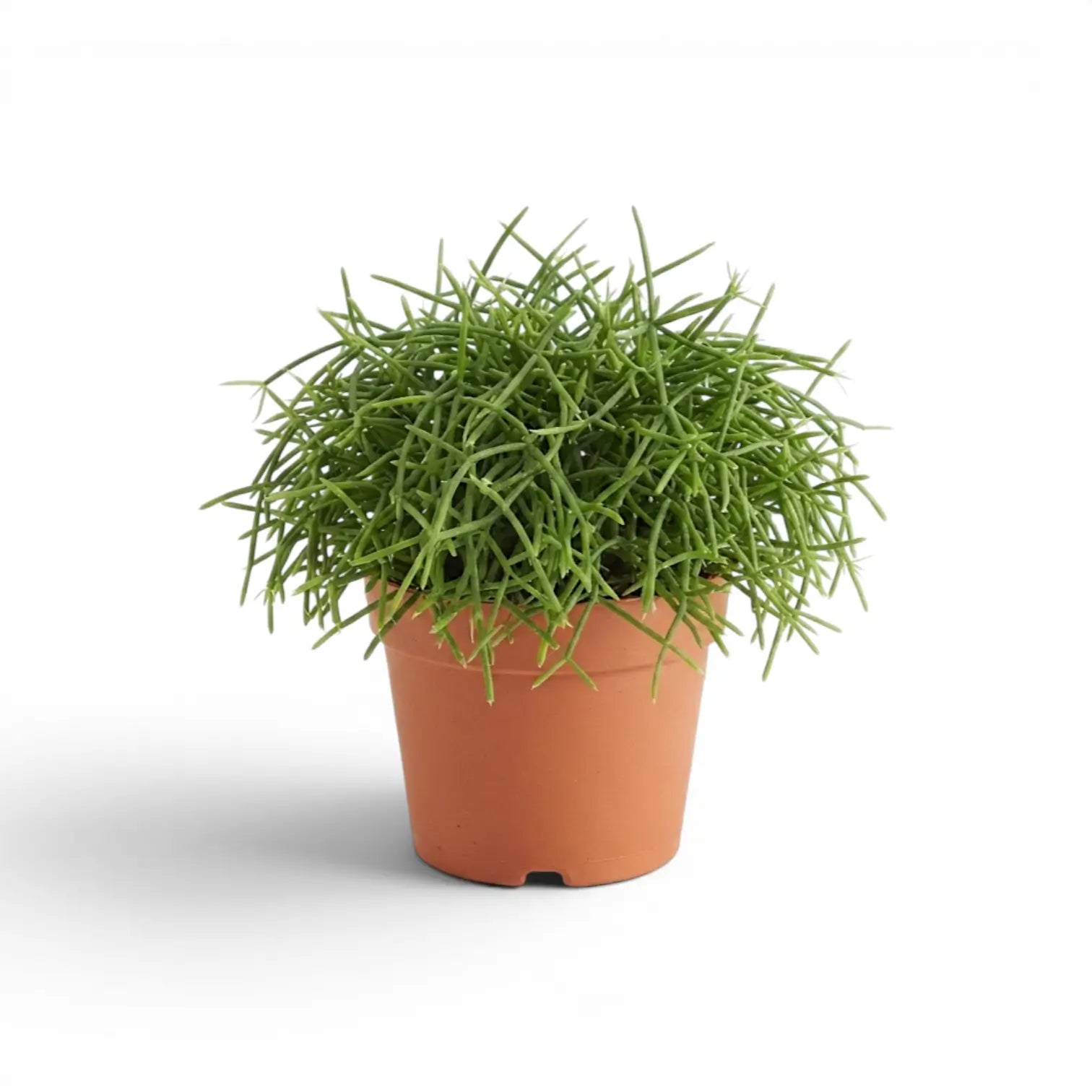 Rhipsalis cereuscula ‘Cashero’ im Kulturtopf.