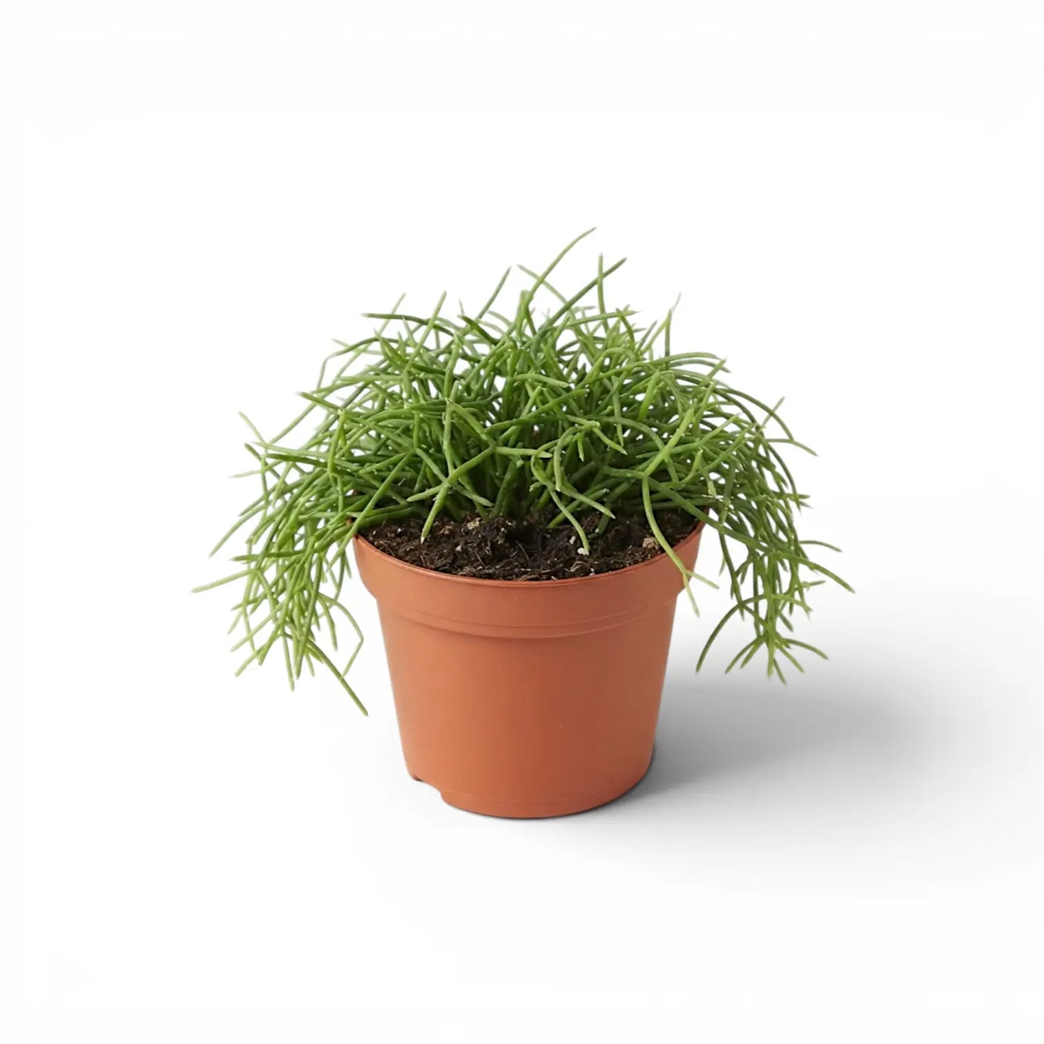 Rhipsalis cereuscula ‘Cashero’ im Kulturtopf.
