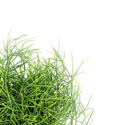 Nahaufnahme eines Triebs von Rhipsalis cereuscula 'Cashero' vor weißem Hintergrund.