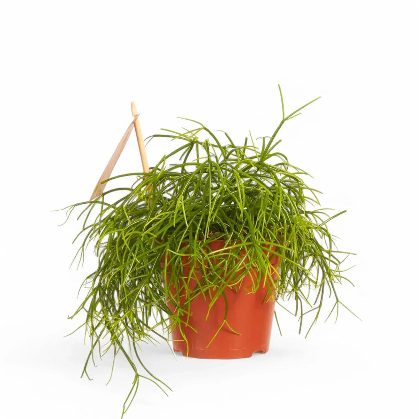 Rhipsalis cereuscula 'Cashero' potted plant in nursery pot on white background.