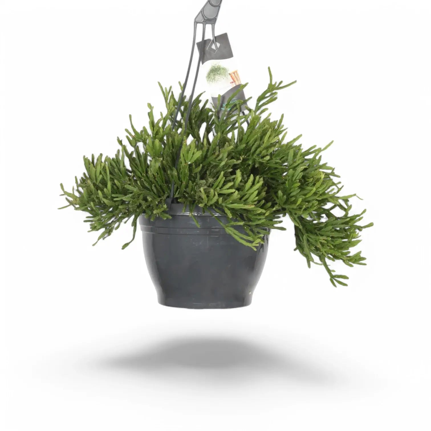 Rhipsalis ewaldiana potted plant in nursery pot on white background.