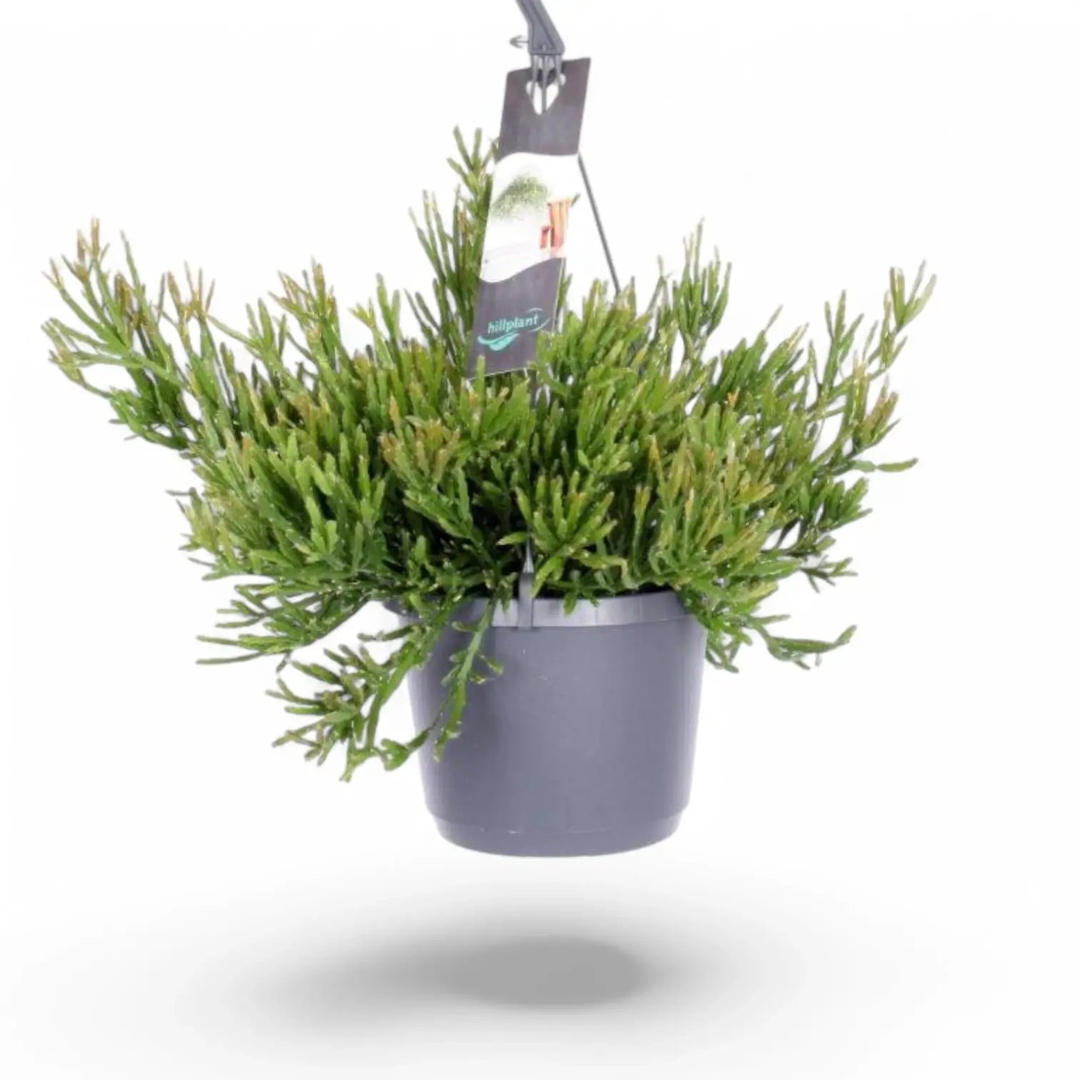 Rhipsalis ewaldiana potted plant in nursery pot on white background.