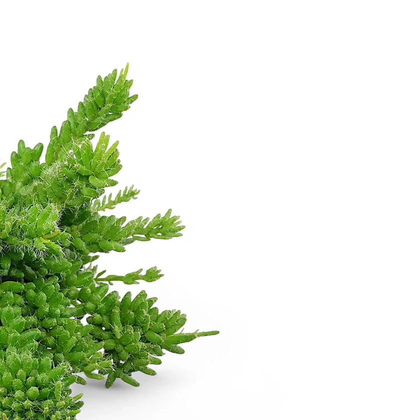 Rhipsalis mesembryanthemoides close-up of leaf on white background.