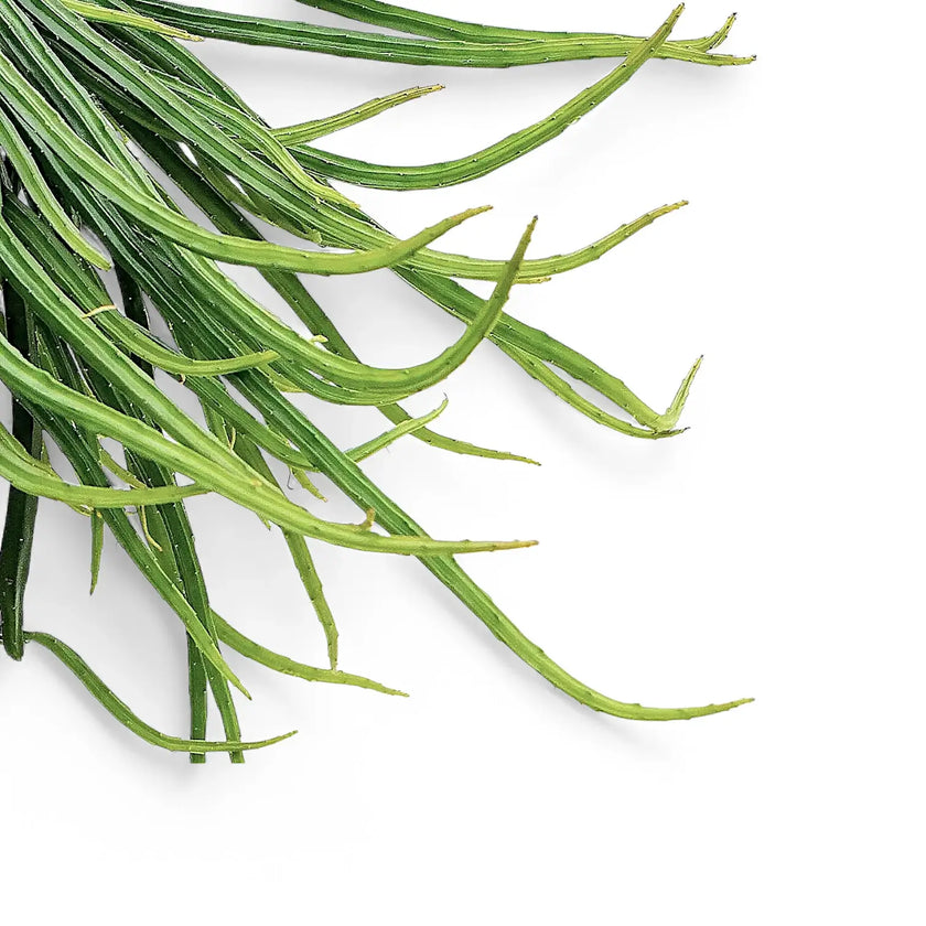 Rhipsalis micrantha f. micrantha leaf detail on white background.